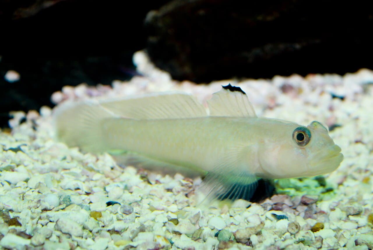 Blackeye goby