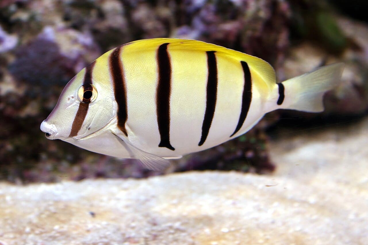 Convict tang