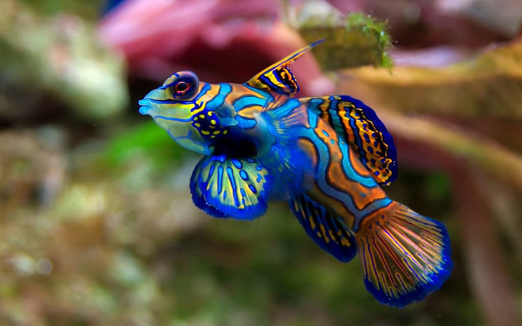 Dragonet
