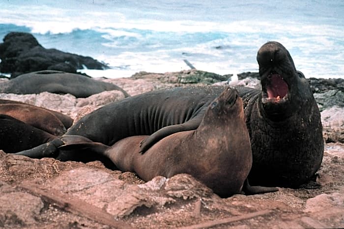 Elephant seal