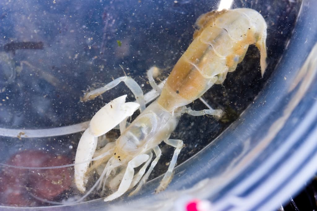 Ghost shrimp