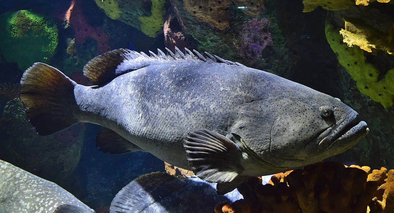 Giant grouper