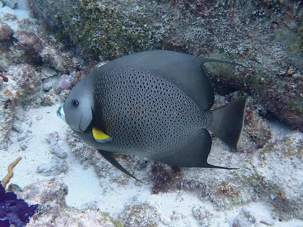 Gray angelfish