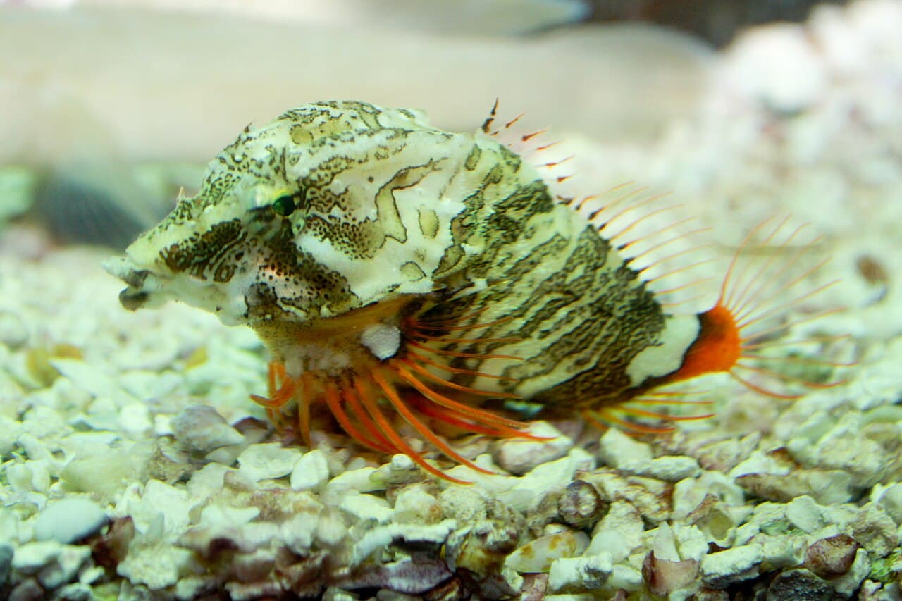 Grunt sculpin