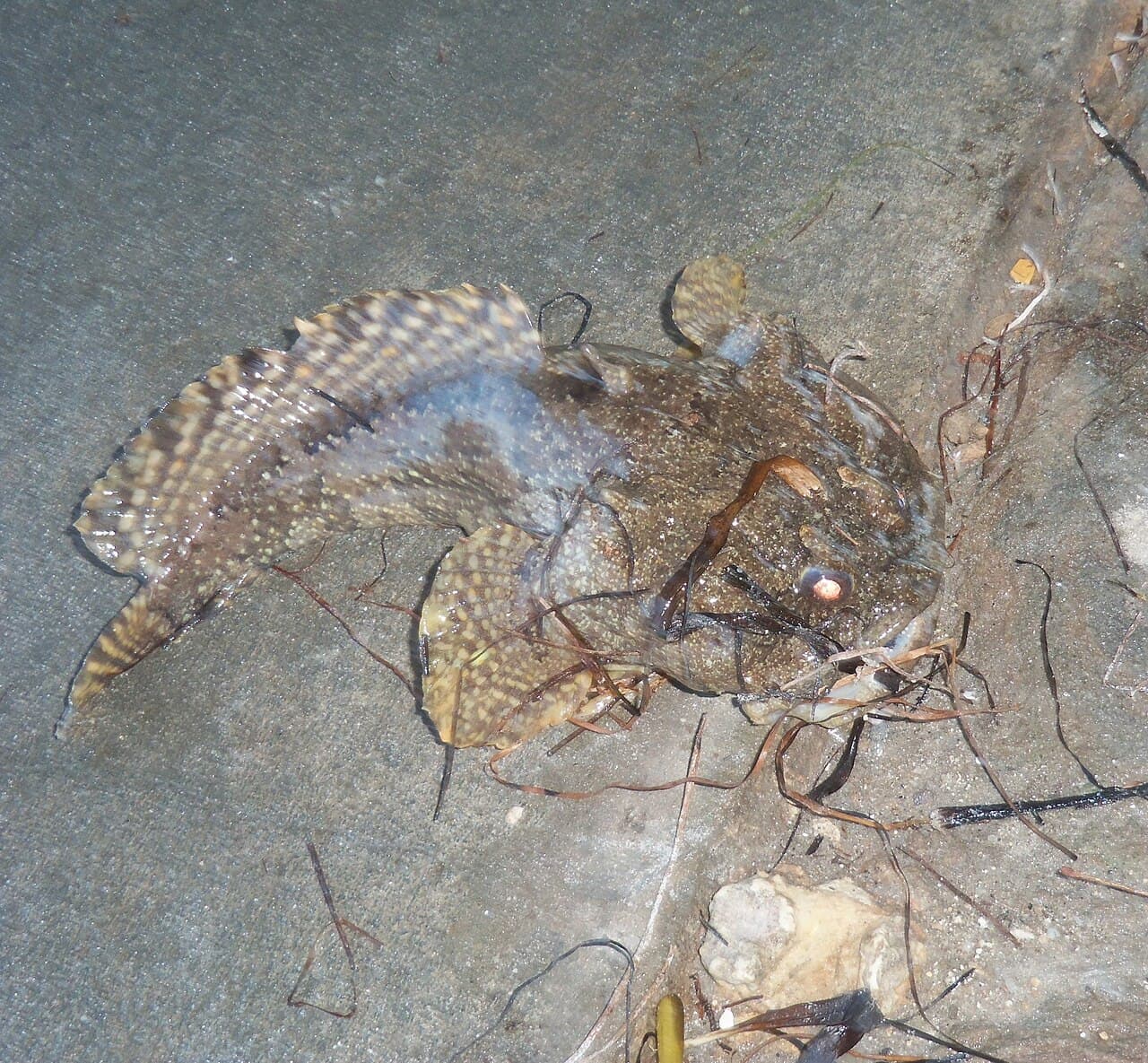 Gulf toadfish