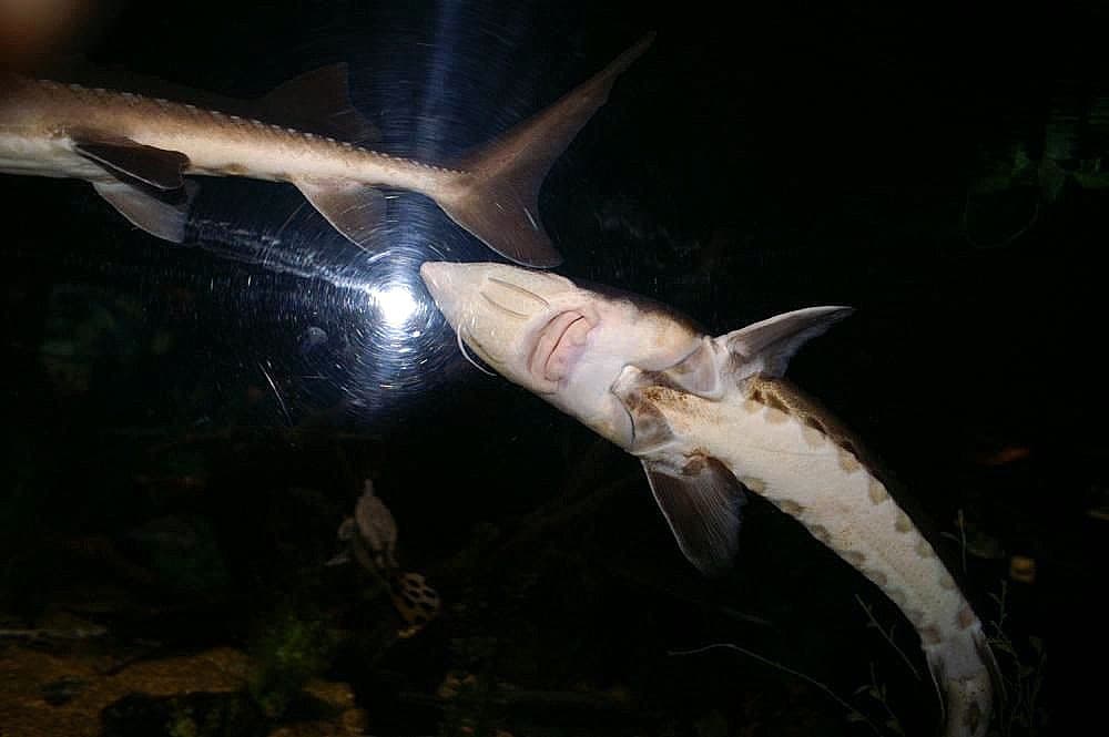 Lake sturgeon