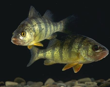 Perch (sunfish)