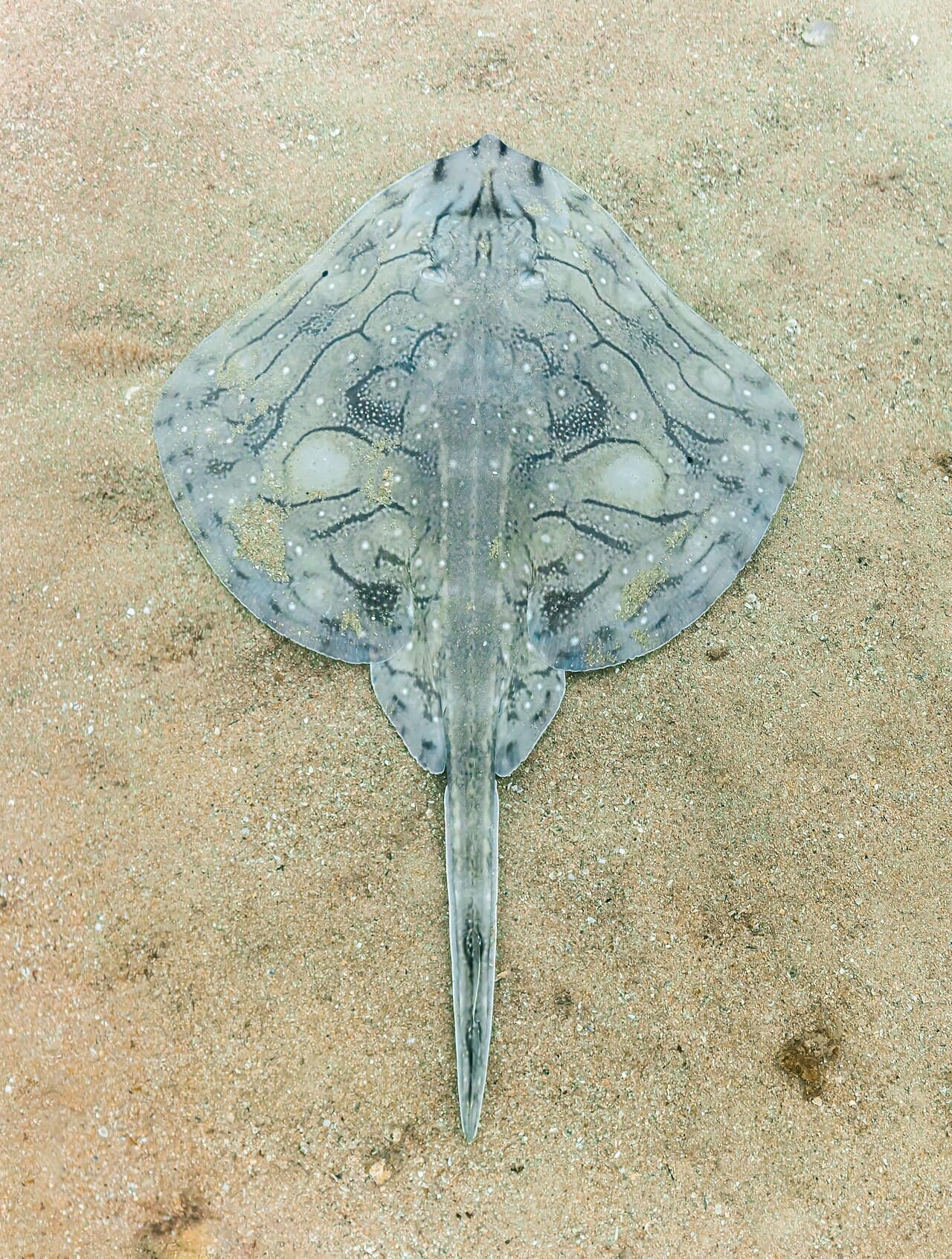 Raja undulata