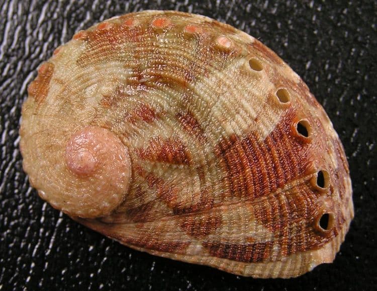 Red abalone
