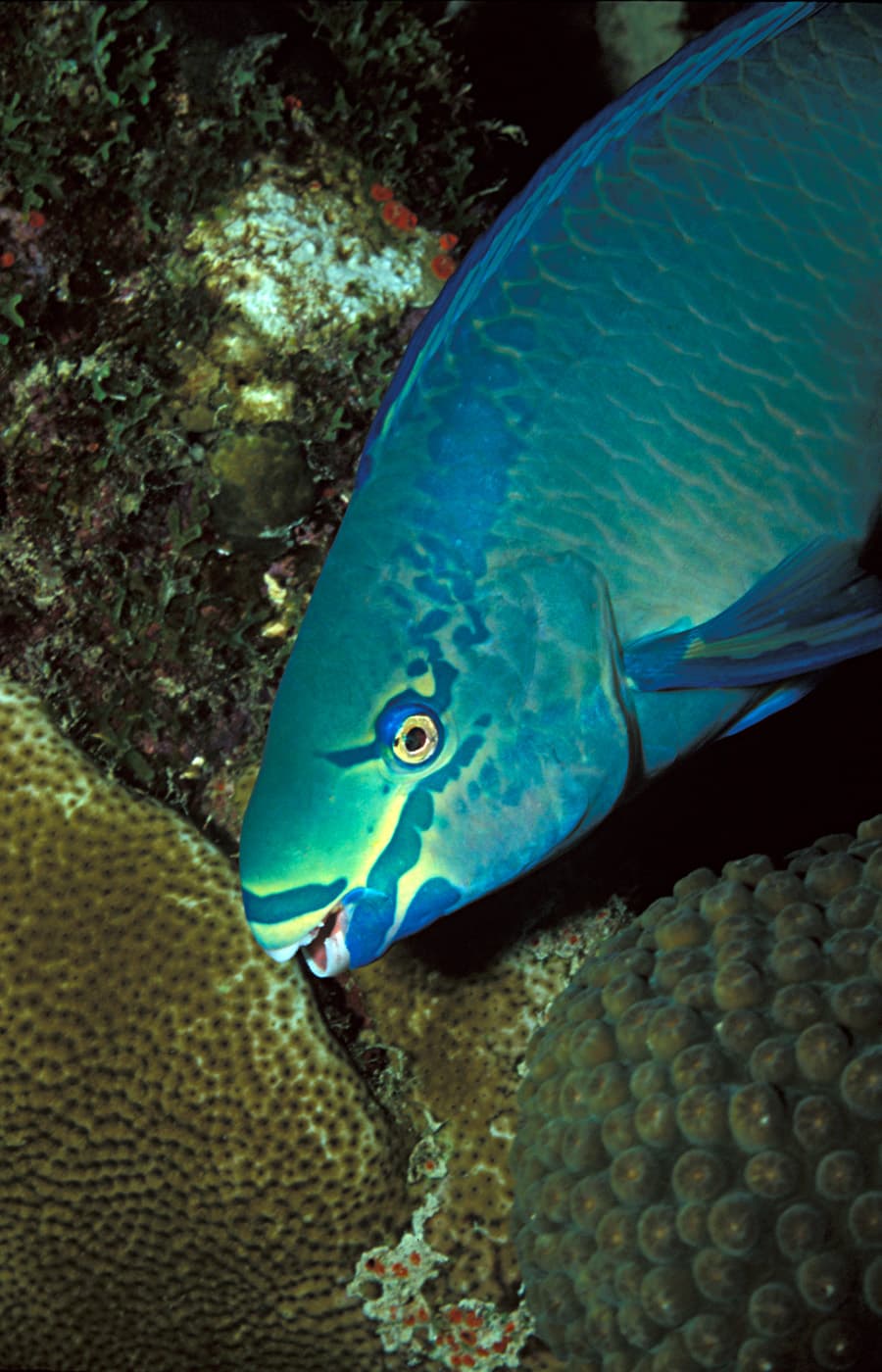 Scarus vetula