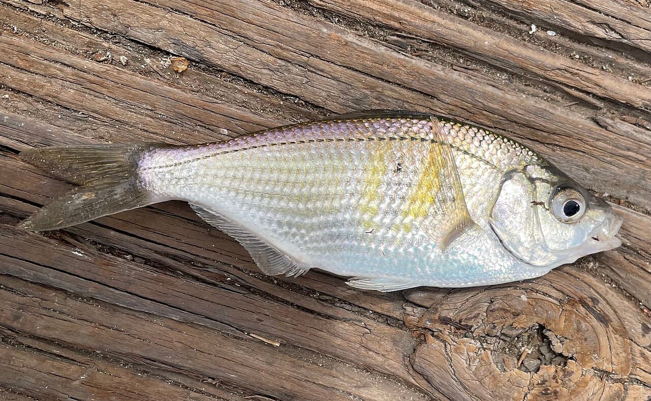 Shiner perch