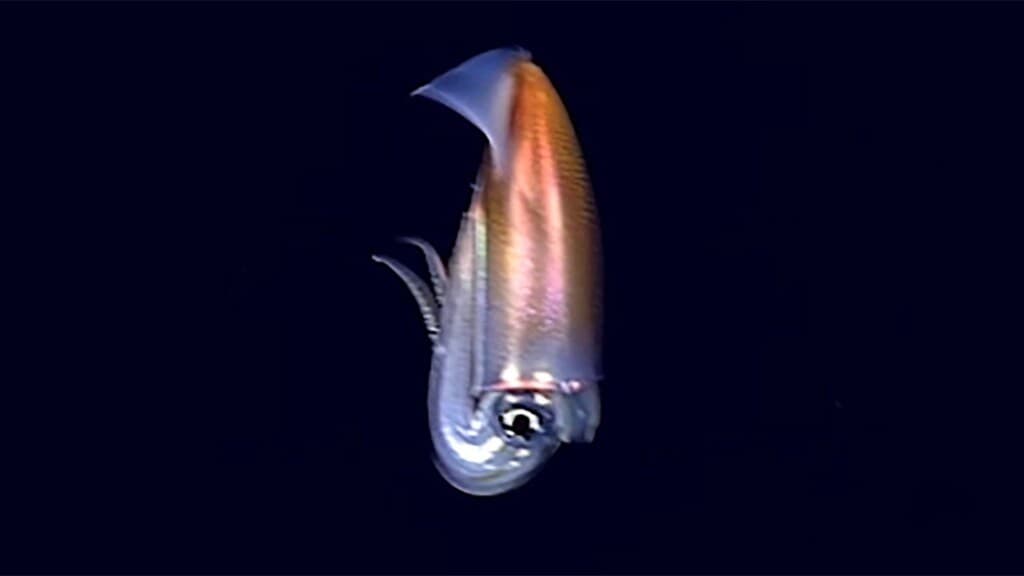 Stubby squid