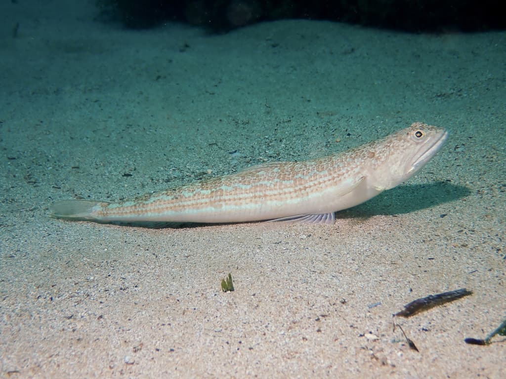 Atlantic Lizardfish