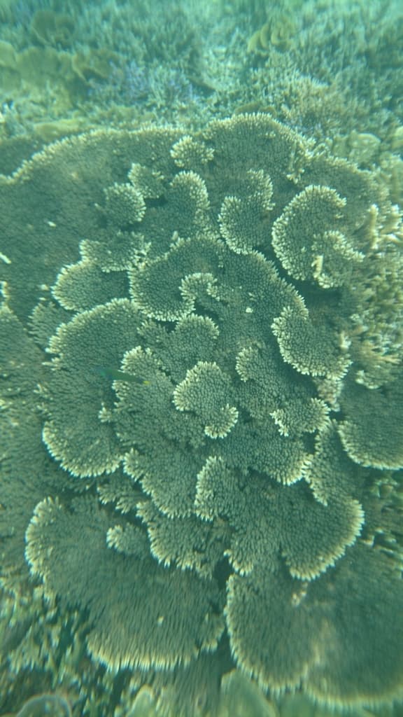 Table corals