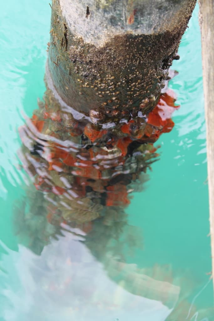 Tedania ignis