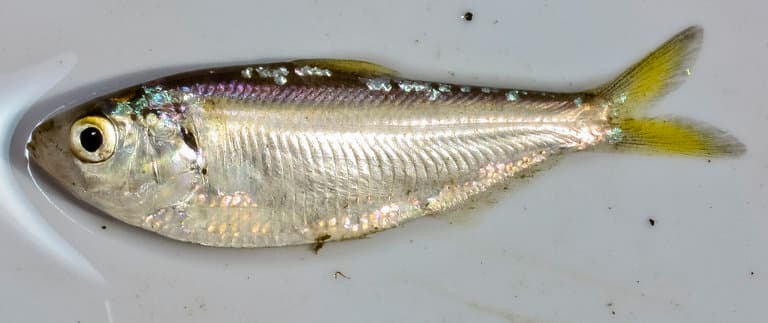 Threadfin shad