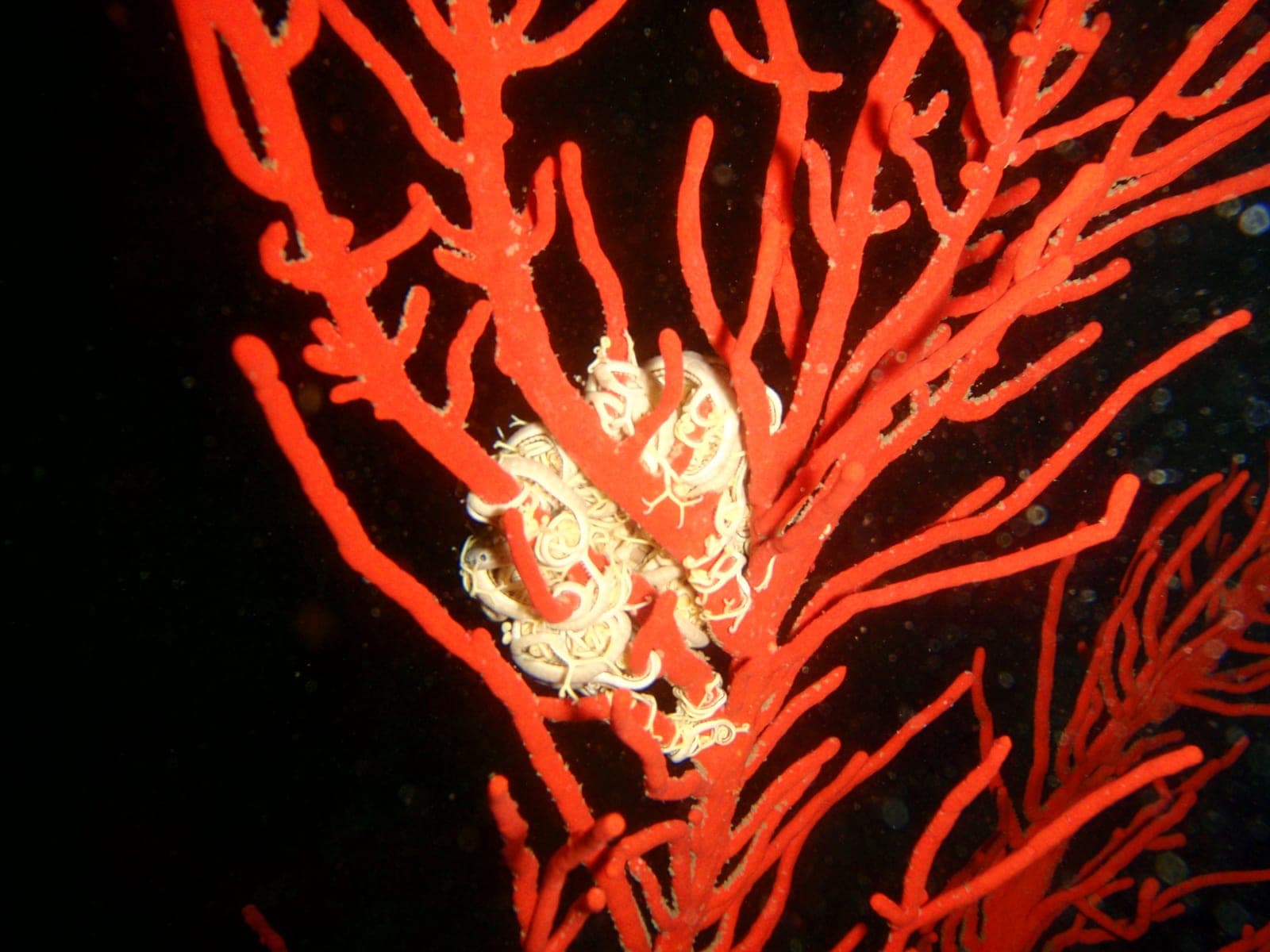 Finlay's Deep — Wikimedia Commons | License: CC-BY-SA-3.0 | Source: http://commons.wikimedia.org/wiki/Special:FilePath/Sea%20fan%20with%20basket%20star%20at%20Finlay%27s%20Deep%20P9055154.JPG