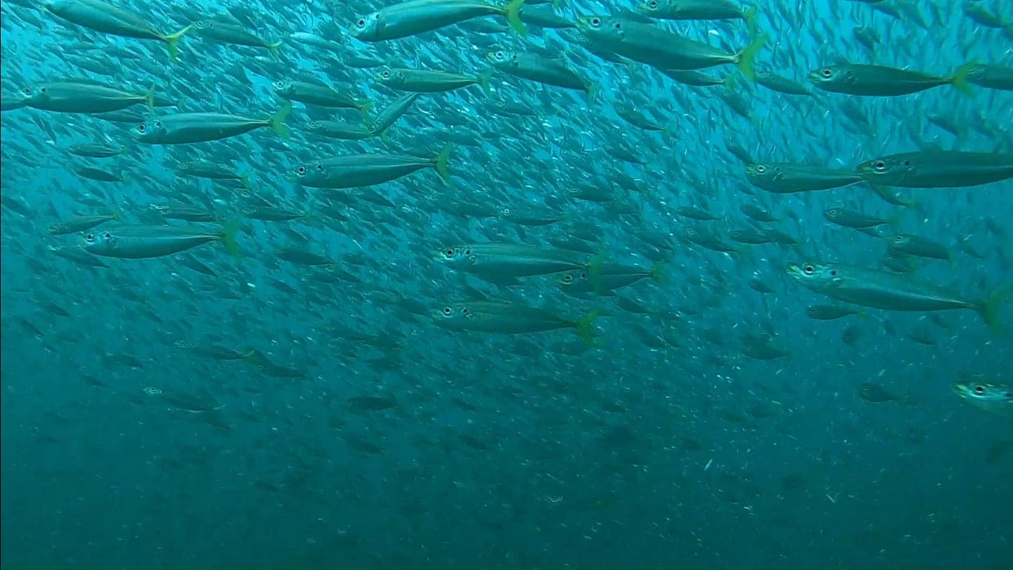 Emerald — Photo: BalldeTheGreat | License: CC0 | Source: https://upload.wikimedia.org/wikipedia/commons/c/c7/Scuba_diver_POV_underwater_after_hurricane.png