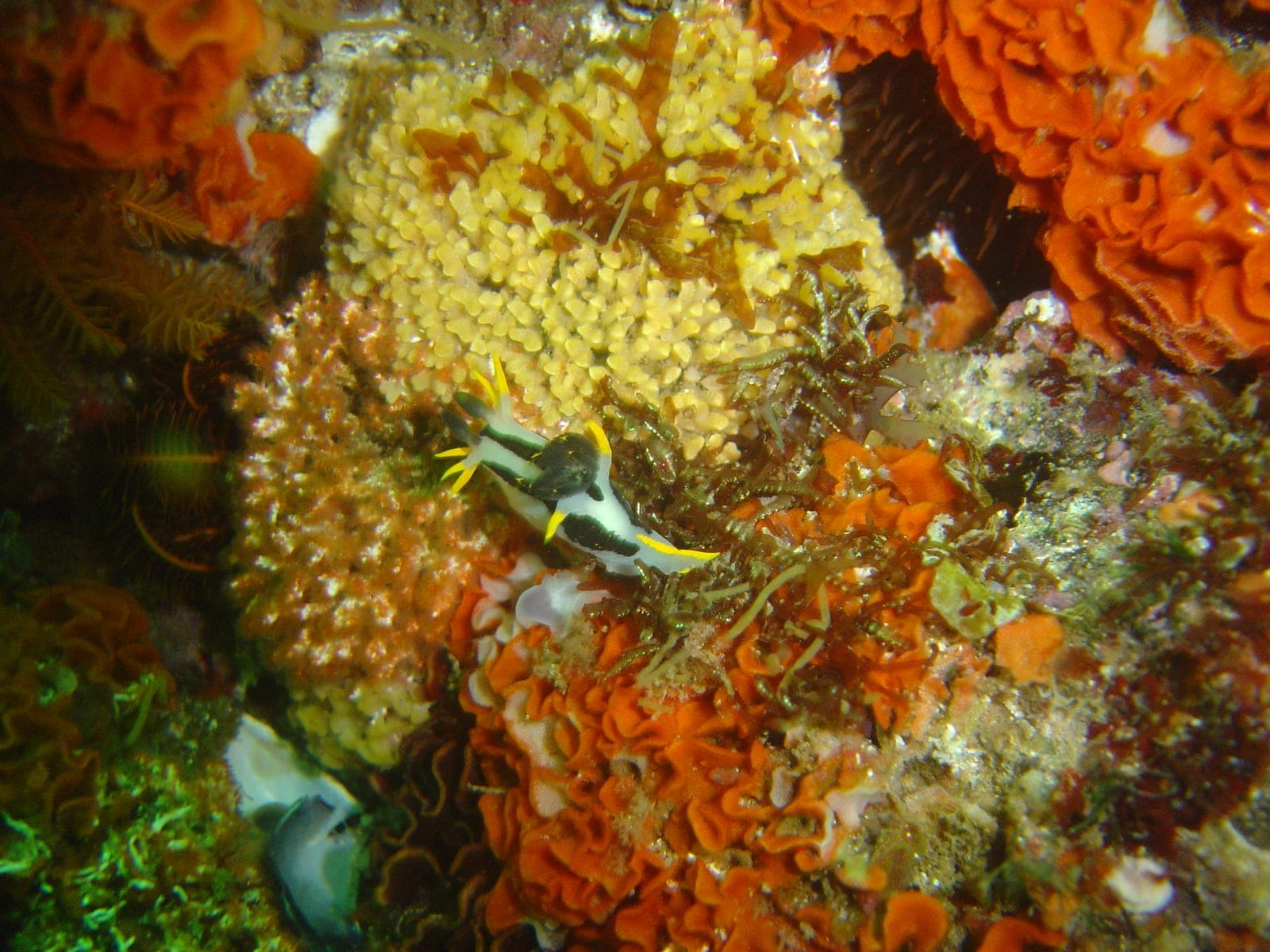 Blousteen Ridge — Wikimedia Commons | License: CC-BY-SA-3.0 | Source: http://commons.wikimedia.org/wiki/Special:FilePath/Reef%20invertebrates%20at%20Blousteen%20ridge%20DSC09470.JPG