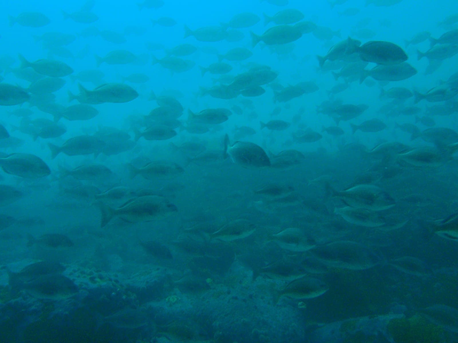 13th Apostle — Wikimedia Commons | License: CC-BY-SA-3.0 | Source: http://commons.wikimedia.org/wiki/Special:FilePath/Large%20shoal%20of%20Hottentot%20at%2013th%20Apostle%20PA031649.JPG