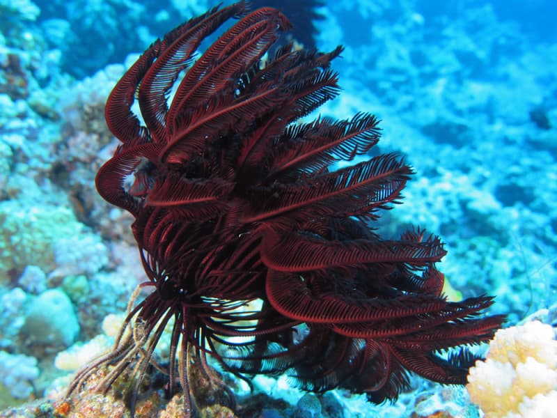 Cod Hole Australia — Photo: © Anne Hoggett | License: CC BY 3.0 | Source: https://upload.wikimedia.org/wikipedia/commons/8/86/Pontiometra_andersoni_-_Cod_Hole.jpeg