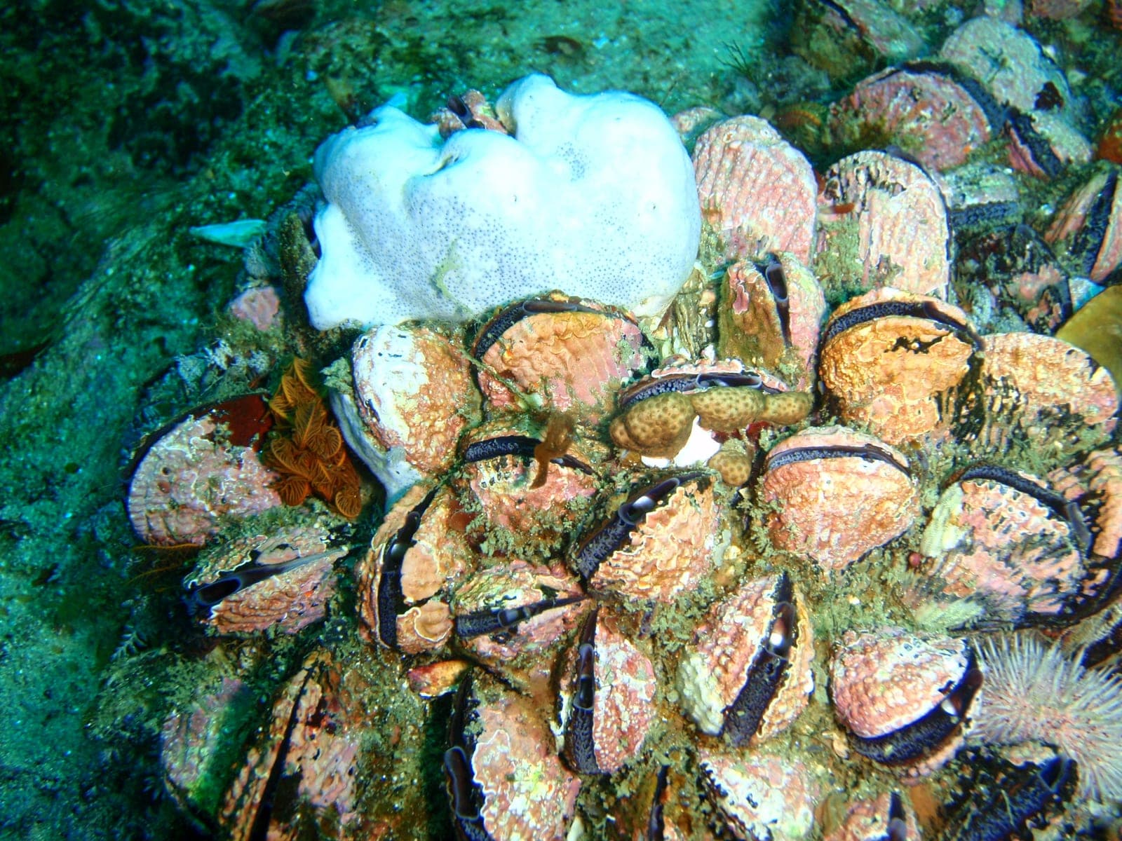 Strawberry Rocks — Wikimedia Commons | License: CC-BY-SA-3.0 | Source: http://commons.wikimedia.org/wiki/Special:FilePath/Mussels%20at%20Strawberry%20Rocks%20PC013145.JPG