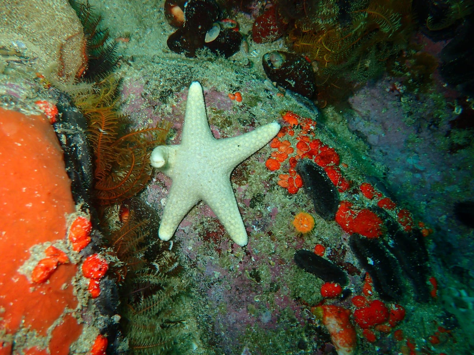 Murphy's — Wikimedia Commons | License: CC-BY-SA-3.0 | Source: http://commons.wikimedia.org/wiki/Special:FilePath/Callopatiria%20formosa%20P6130168.JPG