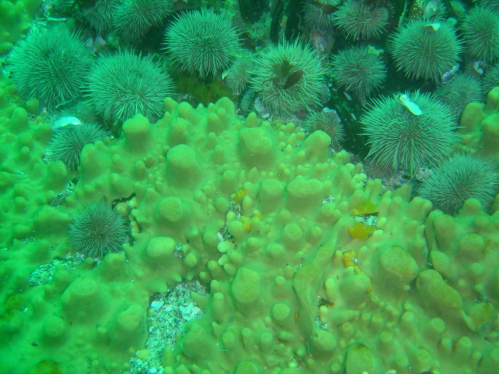 Steps — Wikimedia Commons | License: CC-BY-SA-3.0 | Source: http://commons.wikimedia.org/wiki/Special:FilePath/Sponge%20and%20Urchins%20at%20Steps%20DSC07401.jpg