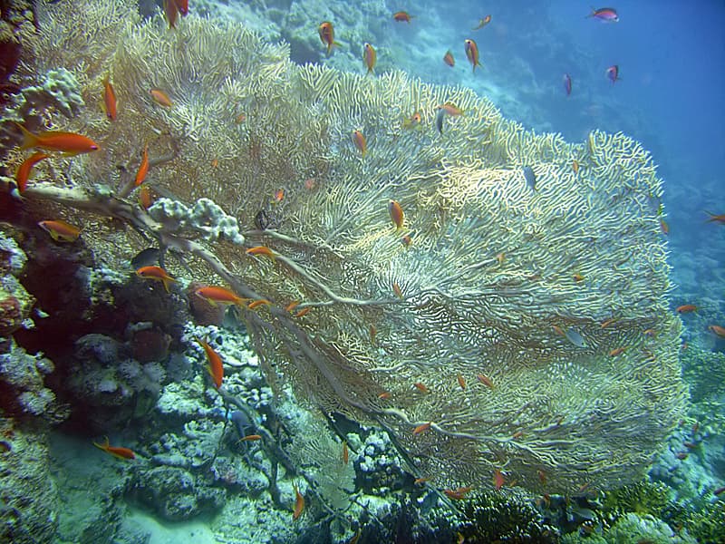 Laguna Reef — Wikimedia Commons | License: CC-BY-SA-3.0 | Source: http://commons.wikimedia.org/wiki/Special:FilePath/SouthLagunaGorgonian.jpg