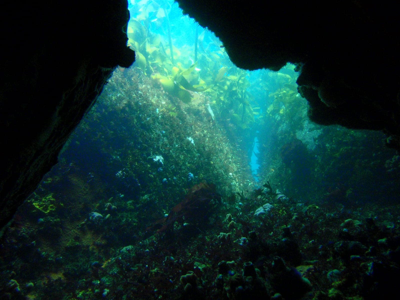 Justins Caves — Wikimedia Commons | License: CC-BY-SA-3.0 | Source: http://commons.wikimedia.org/wiki/Special:FilePath/Swimthrough%20at%20Justins%20caves%20PC167183.JPG