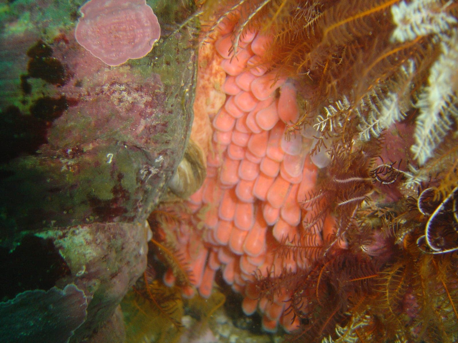 D-Frame — Wikimedia Commons | License: CC-BY-SA-3.0 | Source: http://commons.wikimedia.org/wiki/Special:FilePath/Whelk%20eggs%20at%20D-frame%20DSC01035.JPG