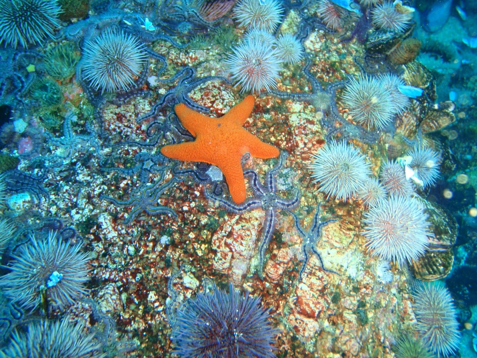 Hakka Reef — Wikimedia Commons | License: CC-BY-SA-3.0 | Source: http://commons.wikimedia.org/wiki/Special:FilePath/Starfish%2C%20brittle%20stars%20and%20urchins%20at%20Middelmas%20PA208671.JPG