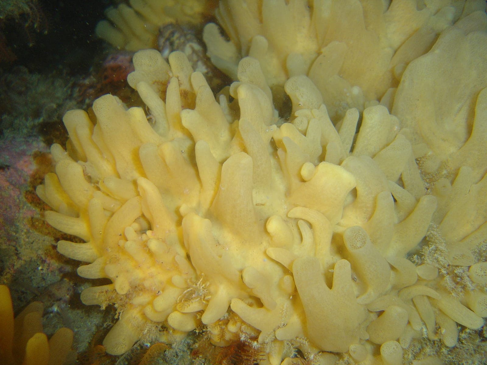 Vogelsteen — Wikimedia Commons | License: CC-BY-SA-3.0 | Source: http://commons.wikimedia.org/wiki/Special:FilePath/Sponge%20at%20Vogelsteen%20DSC03206.JPG