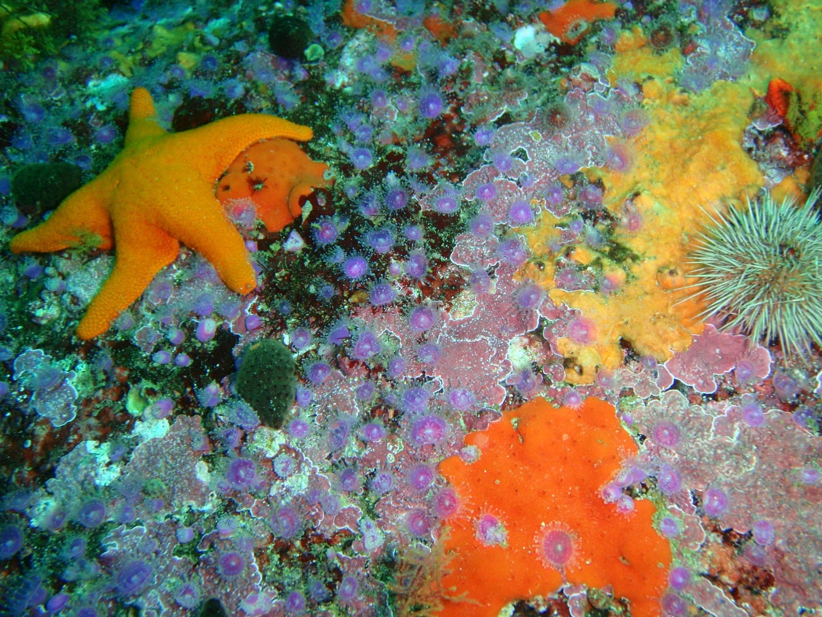 Partridge Point — Wikimedia Commons | License: CC-BY-SA-3.0 | Source: http://commons.wikimedia.org/wiki/Special:FilePath/Srawberry%20anemones%20at%20Partridge%20Point%20P9205506.JPG