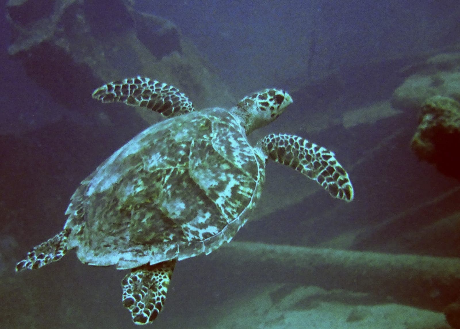 MS Antilla Aruba — Photo: Serge Melki from Indianapolis, USA | License: CC BY 2.0 | Source: https://upload.wikimedia.org/wikipedia/commons/0/0e/Turtle_at_Antilla_Wreck_Aruba_%282916429432%29.jpg