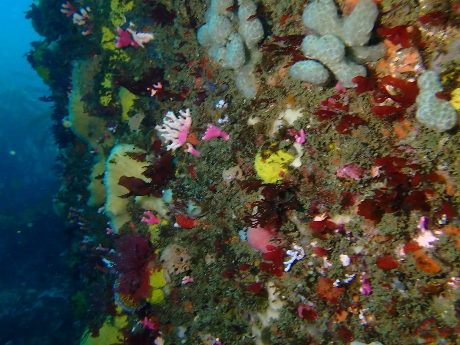 MV Ker Yar Vor and the Jo May — Wikimedia Commons | License: CC-BY-SA-3.0 | Source: http://commons.wikimedia.org/wiki/Special:FilePath/Young%20colonies%20of%20noble%20coral%20on%20the%20reefs%20at%20the%20wreck%20of%20the%20Ker%20Yar%20Vor%20P1100332.jpg