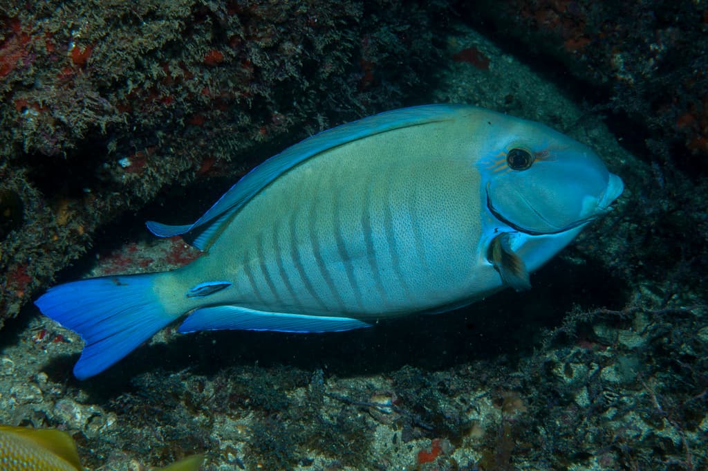 Acanthurus chirurgus