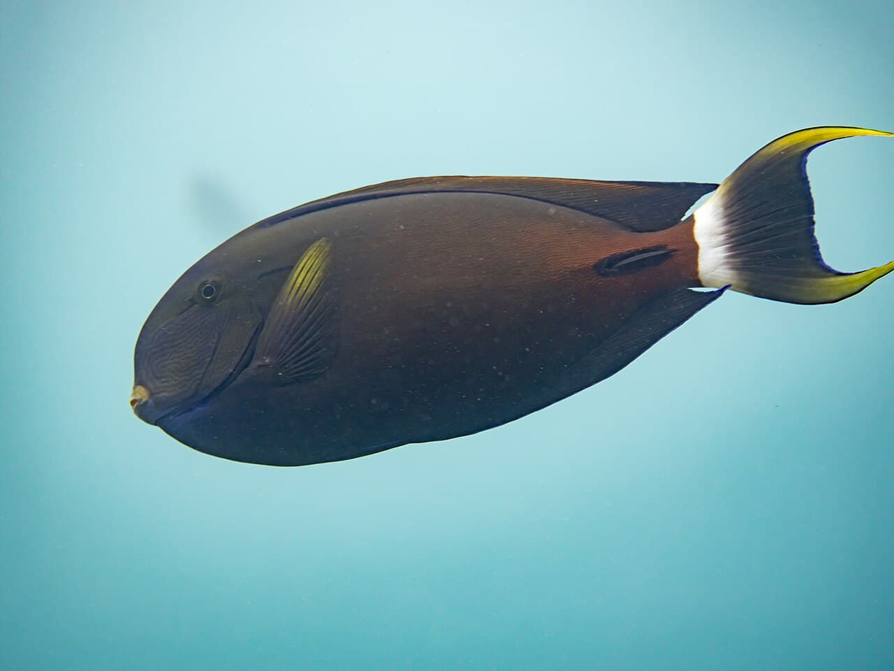 Acanthurus fowleri