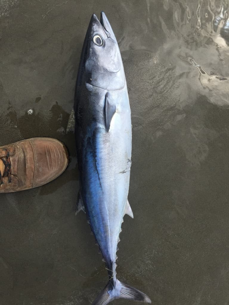 Allothunnus fallai