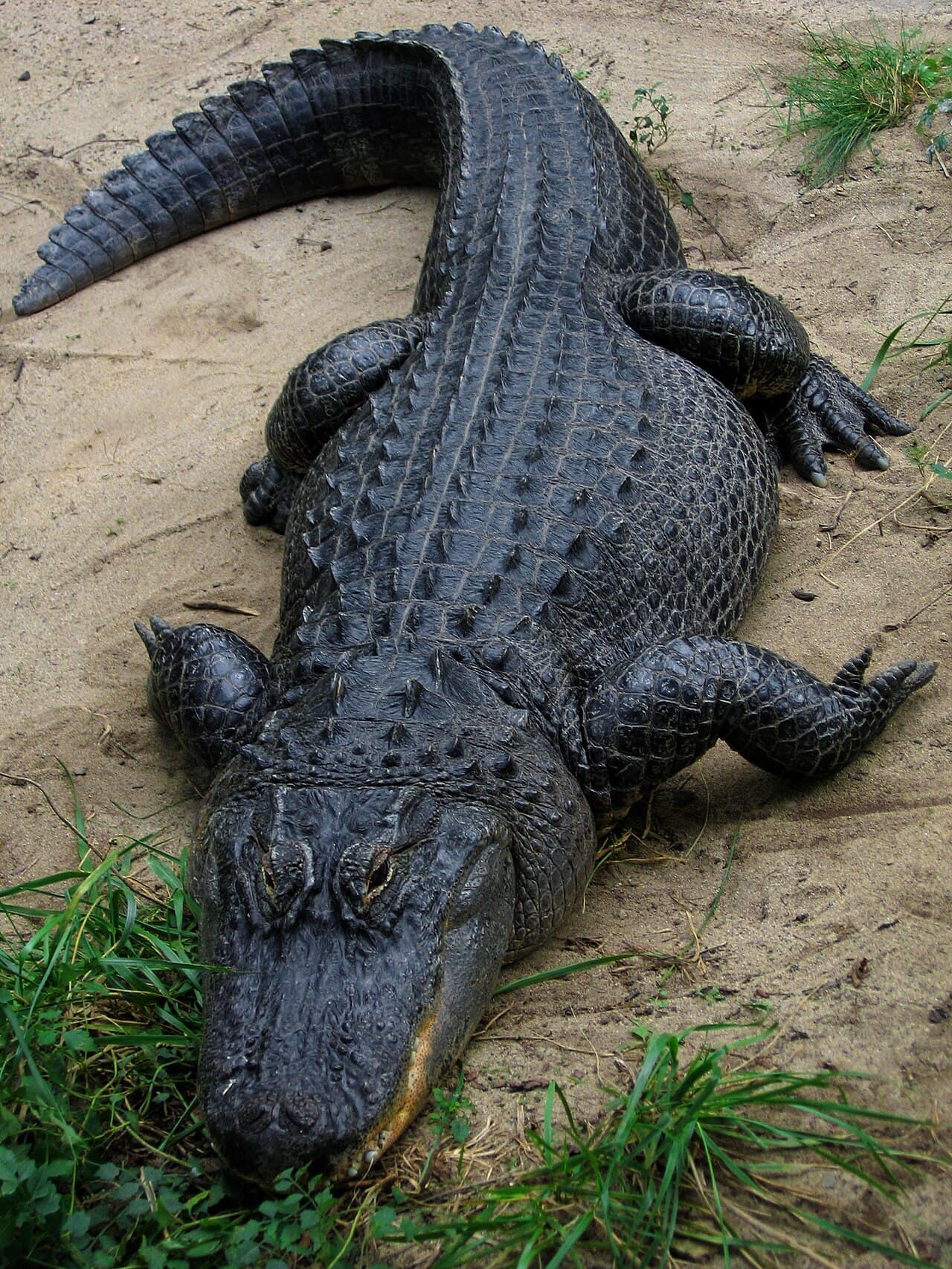 American alligator (surface pond)