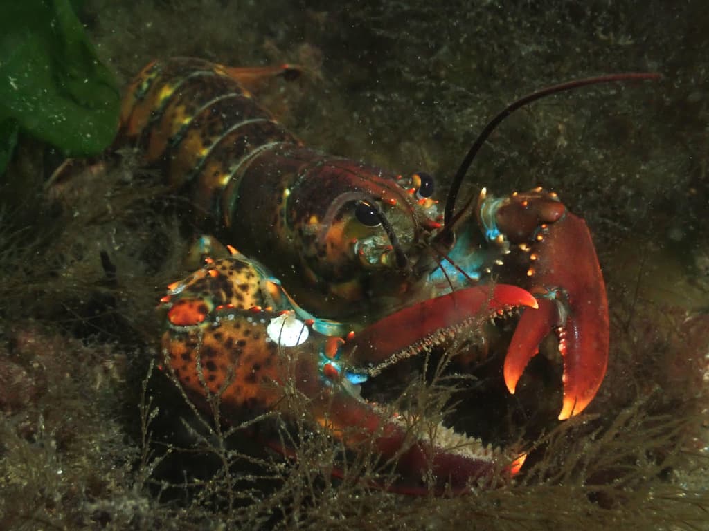 American lobster (large)