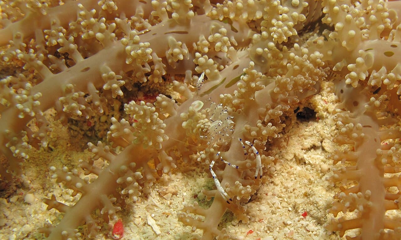 Ancylomenes venustus
