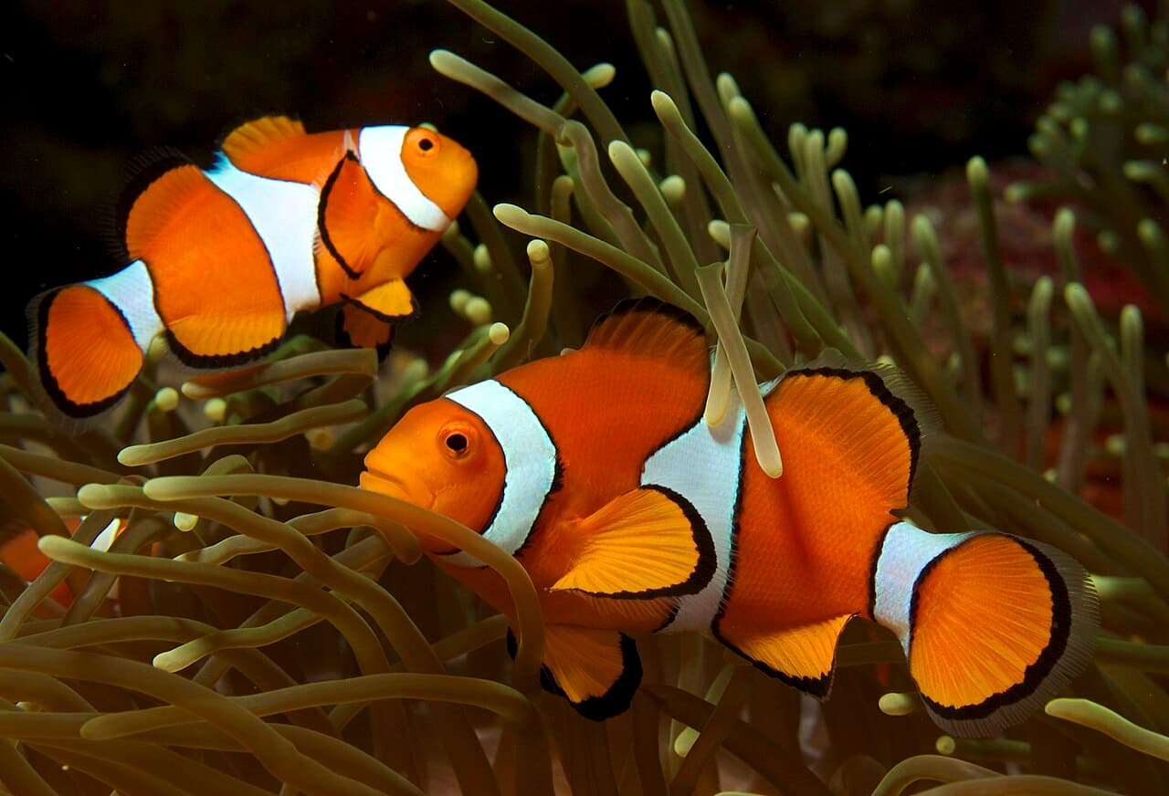 Anemonefish / clownfish