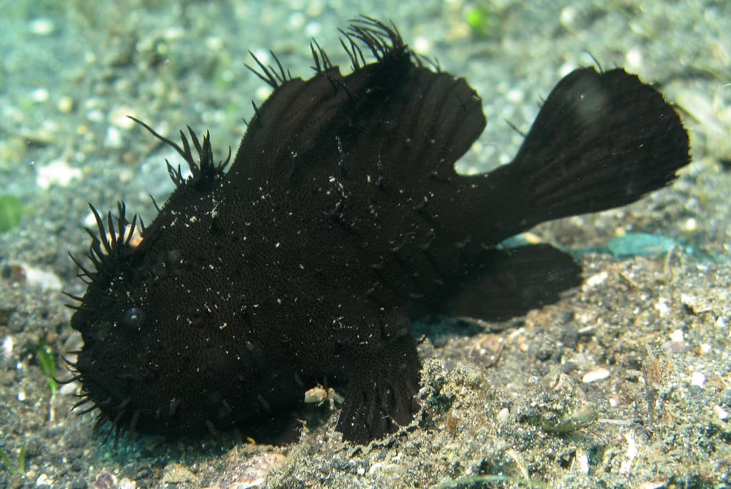 Antennarius striatus