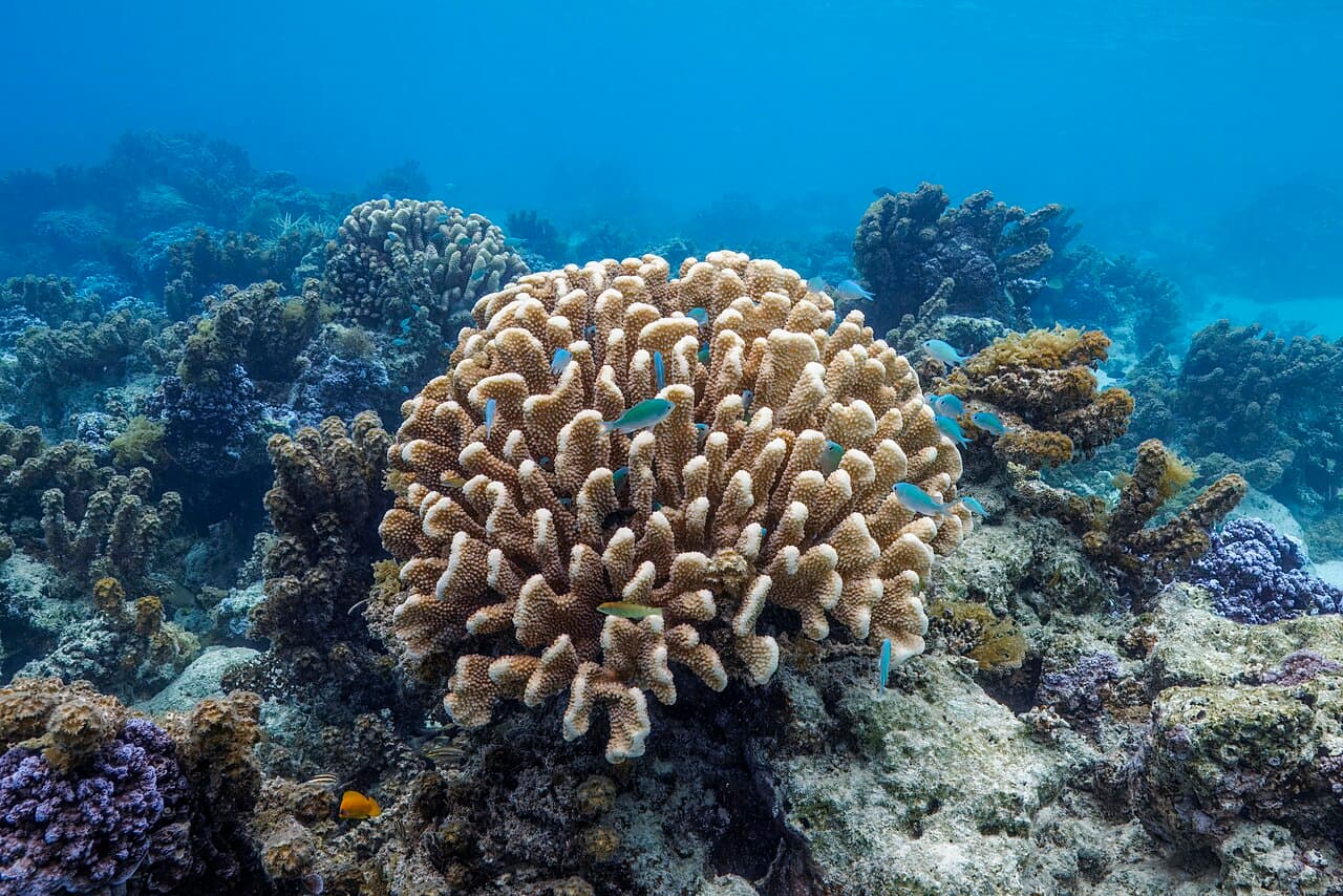 Antler coral