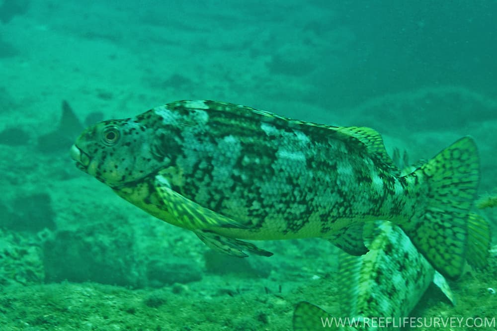 Aplodactylus lophodon