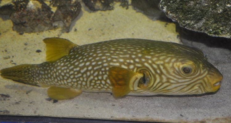 Arothron reticularis