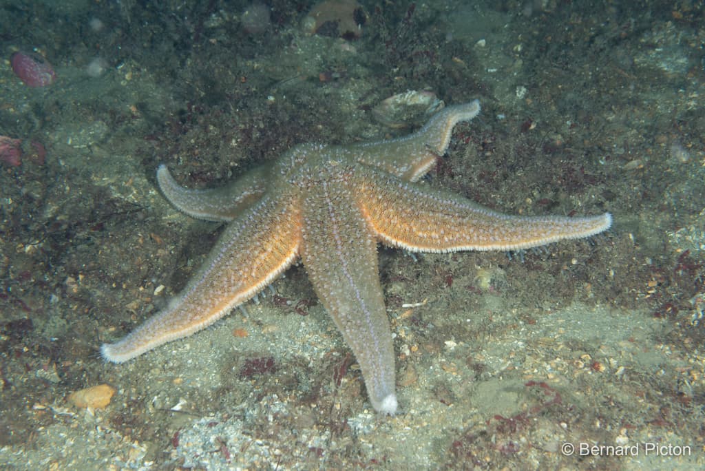 Asterias rubens