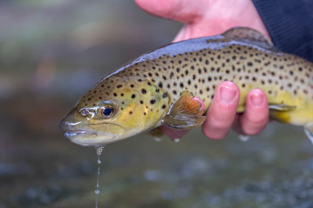 Atlantic salmon (landlocked)