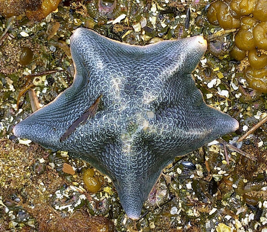 Bat stars and sun stars